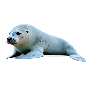 Arctic Seal Png Dva45 PNG image