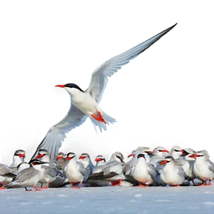 Arctic Tern Migration North Pole PNG Tyl