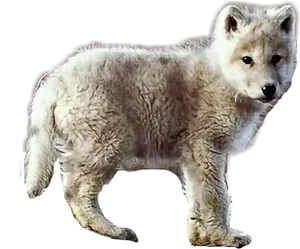 Arctic Wolf Cub Standing