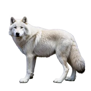 Arctic Wolf D PNG image