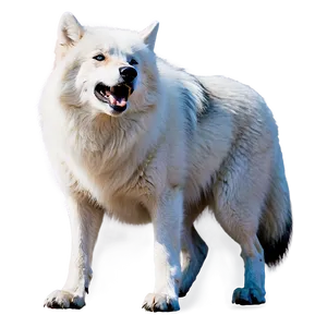 Arctic Wolf Howling Png 4 PNG image