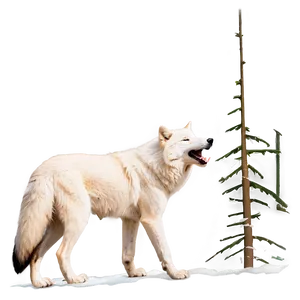 Arctic Wolf Howling Png Ged PNG image