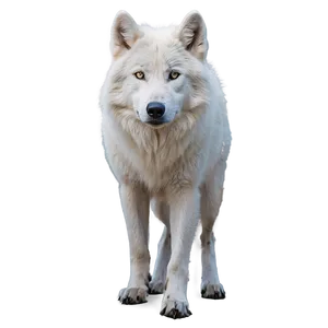 Arctic Wolf In Habitat PNG 54