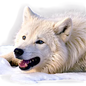 Arctic Wolf In Snow Png 06292024 PNG image