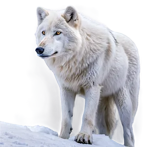 Arctic Wolf In Snow Png 57 PNG image