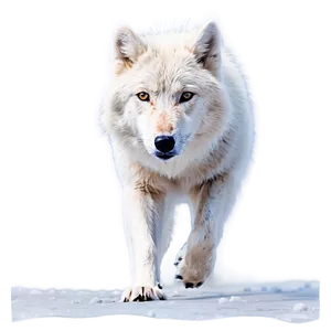 Arctic Wolf In Snowstorm PNG 21