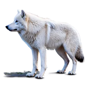 Arctic Wolf In Snowstorm PNG Ocs