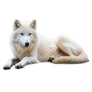 Arctic Wolf Resting PNG 70
