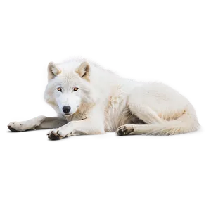Arctic Wolf Resting PNG Dhl66