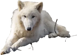 Arctic Wolf Resting