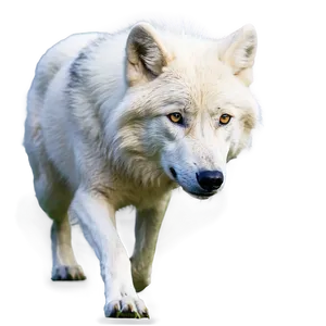 Arctic Wolf Roaming Png 26 PNG image