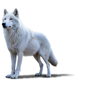Arctic Wolf Side View PNG Lsa