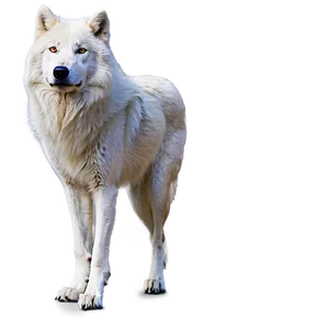 Arctic Wolf Standing PNG 06292024