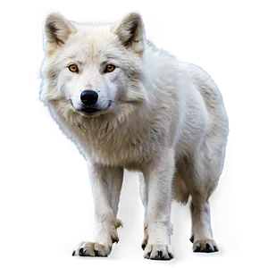 Arctic Wolf Standing PNG 06292024