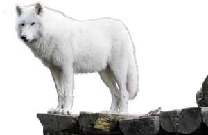 Arctic Wolf Standingon Rocks PNG image