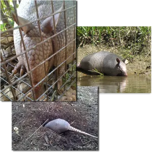 Armadillo Collage Trio PNG