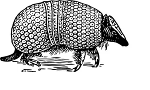 Armadillo Illustration Black White PNG