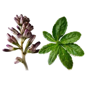 Aromatic Herb Png 06272024 PNG image