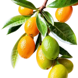 Aromatic Kumquat Png 54 PNG image