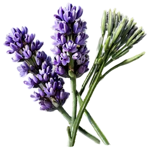 Aromatic Lavender Flowers Png 70 PNG image