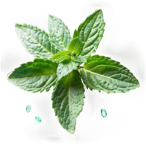 Aromatic Mint Leaves Png Elt80 PNG image