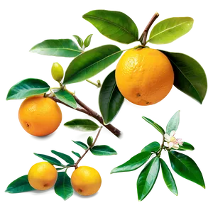 Aromatic Orange Tree PNG 06132024
