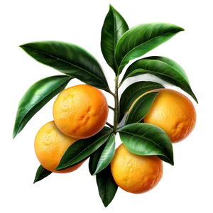 Aromatic Orange Tree PNG 06132024