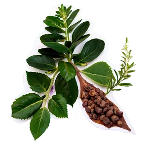 Aromatic Plant PNG 05032024