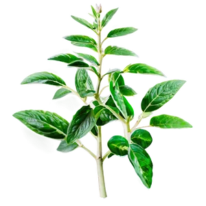 Aromatic Plant PNG Ygp74