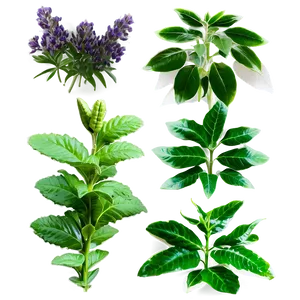 Aromatic Plants Png 59 PNG image