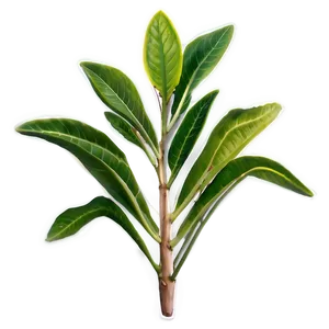 Aromatic Plants Png Mxw94 PNG image