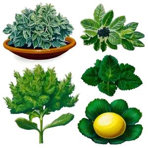 Aromatic Plants Png Phb PNG image