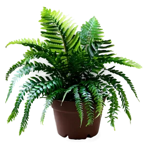 Artificial Fern Plant Png 98 PNG image