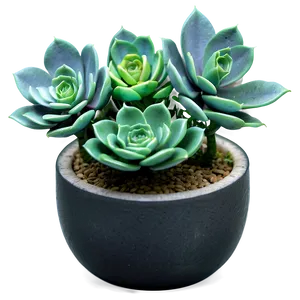 Artificial Succulent Png 38 PNG image