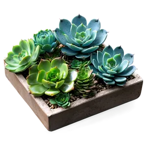 Artificial Succulents Design PNG 06212024