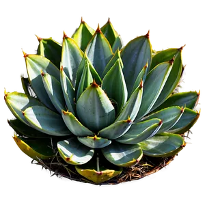 Artistic Agave Plant PNG 34 PNG