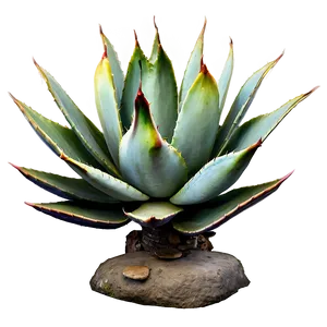 Artistic Agave Plant PNG 91 PNG