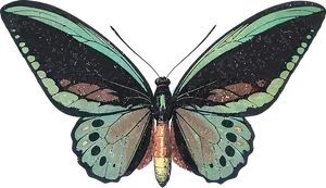 Artistic Butterfly Illustration
