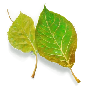 Artistic Fallen Leaves Composition PNG 83 PNG