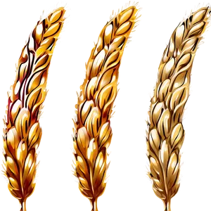 Artistic Wheat Illustration Png 05252024 PNG image