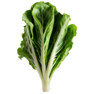 Arugula Lettuce Png Cwb12 PNG image