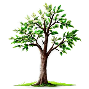 Ash Tree Artwork PNG 70 PNG