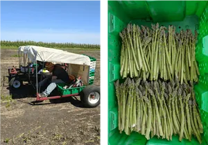 Asparagus Harvestand Collection PNG image