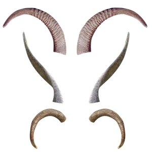 Assorted Animal Hornsand Antlers