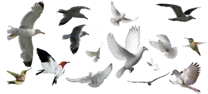 Assorted Birds In Flight PNG