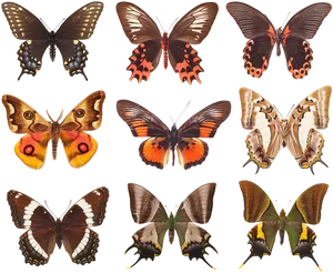 Assorted Butterfly Species PNG image