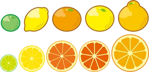 Assorted Citrus Fruits Vector Illustration PNG image