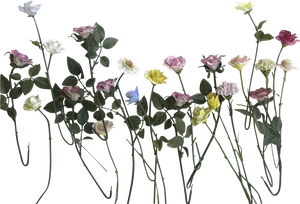 Assorted Color Roses Against Black Background PNG image