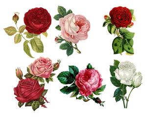 Assorted_ Colorful_ Roses_ Artwork