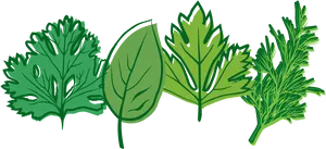 Assorted Culinary Herbs Illustration PNG